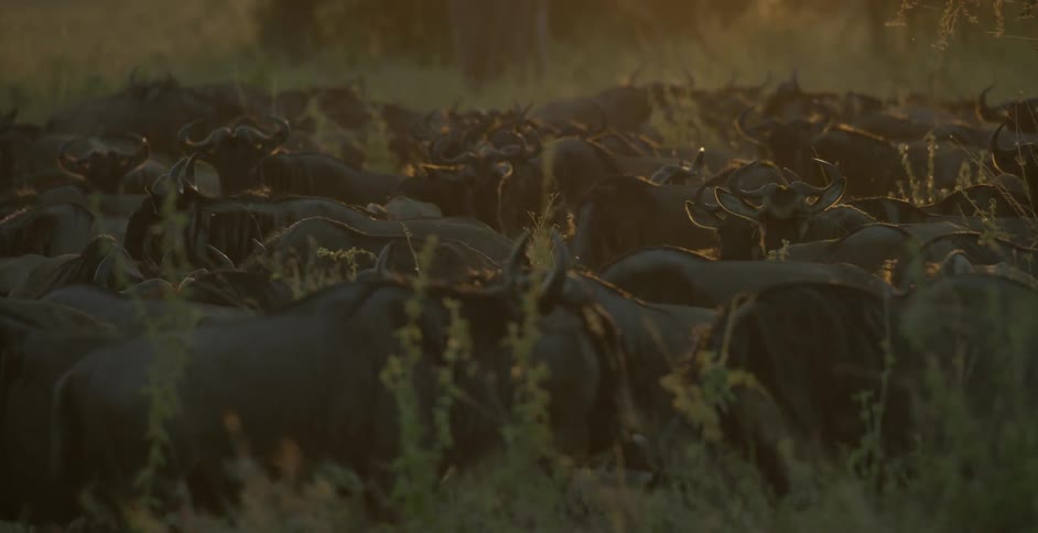 The oxen walk around in a herd ahead