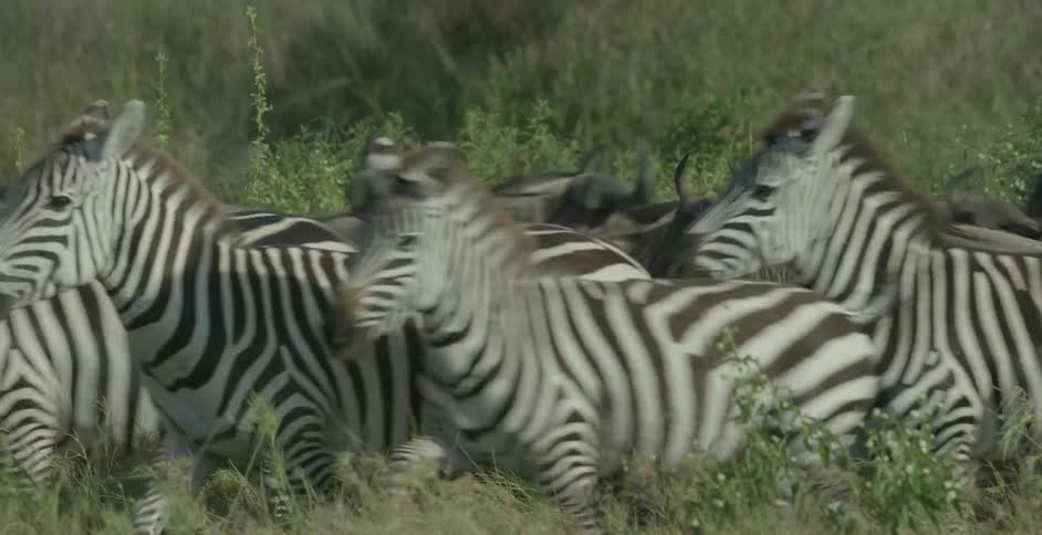 Zebras and wildebeests run in a group during the day