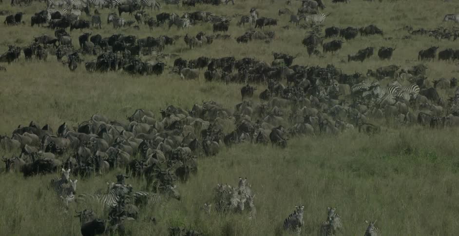 Herds of zebra and wildebeest graze and run through a field