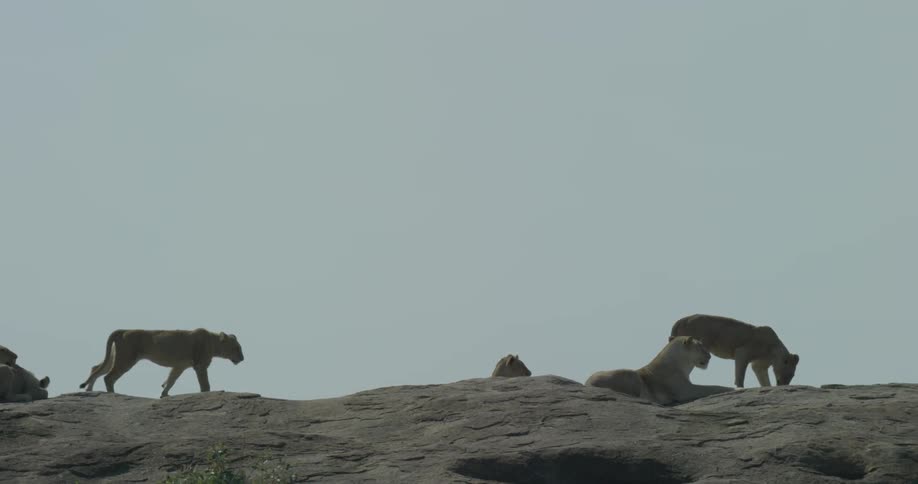 A pride of lions are laying around