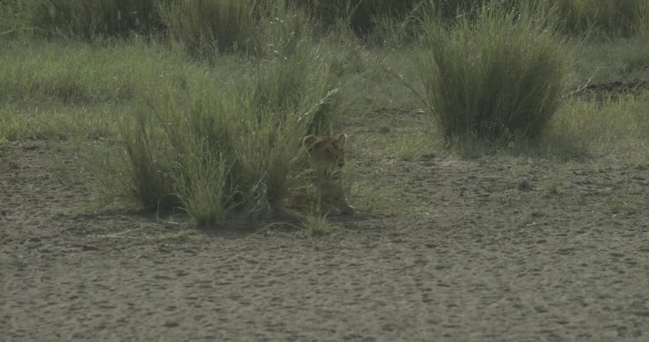 A lion lies in a patch of tall grass