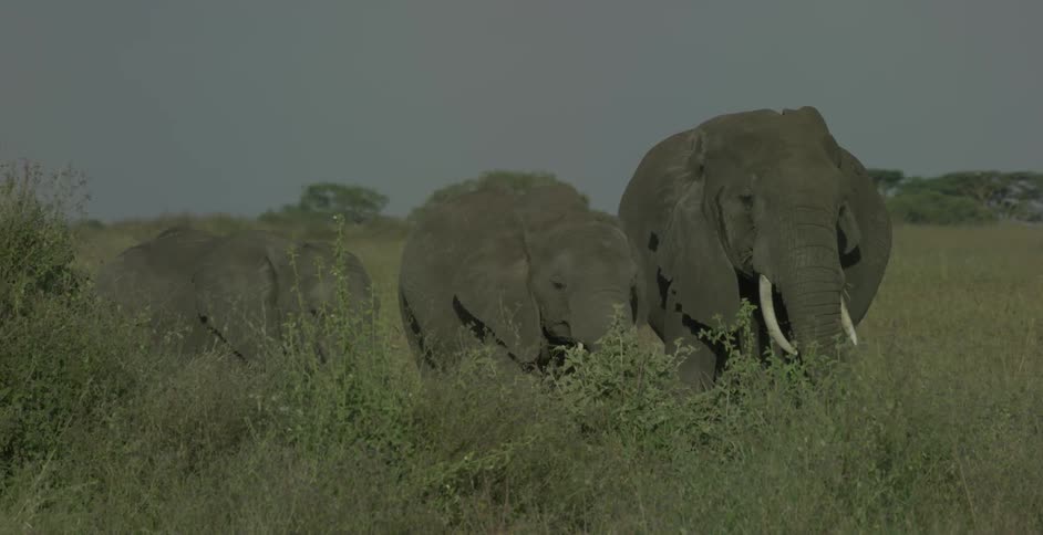 A group of elephants grazes during the day