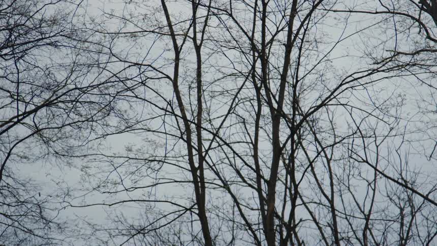 A squirrel runs along bare tree branches