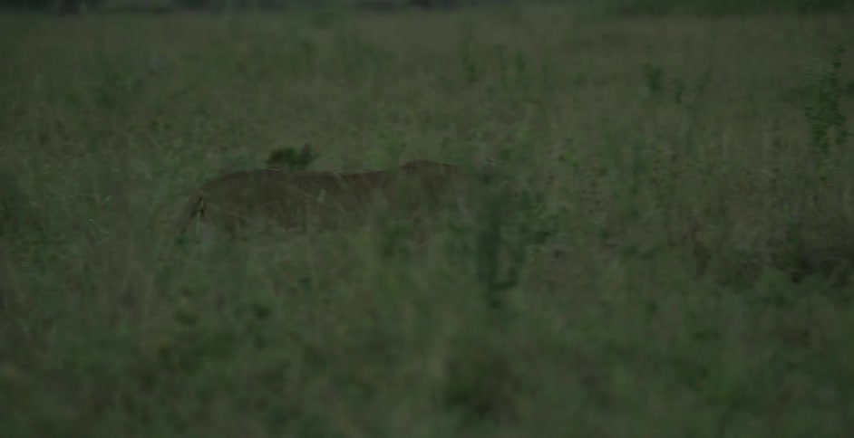 A lion walks slowly through the grass