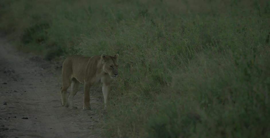 A lion is walking across the plains