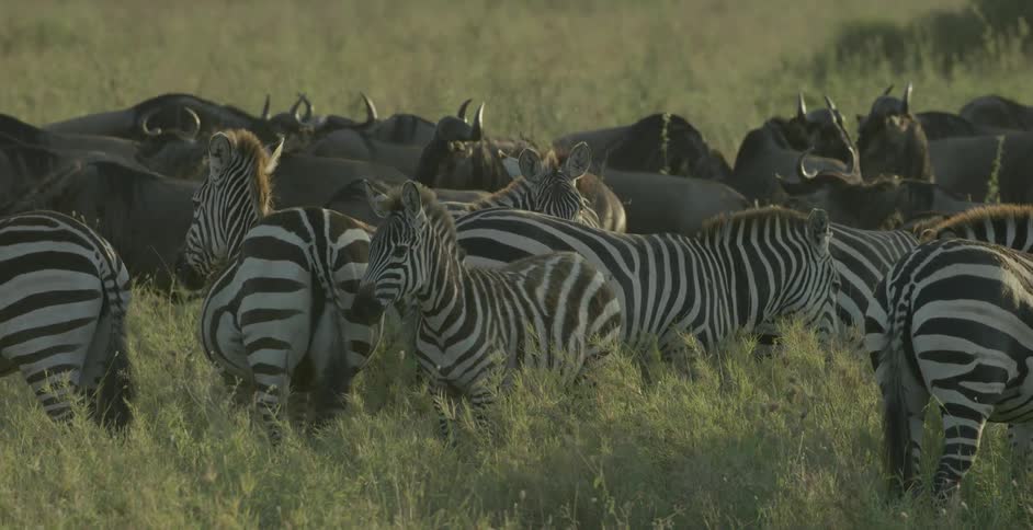 Zebras and wildebeest graze in a field