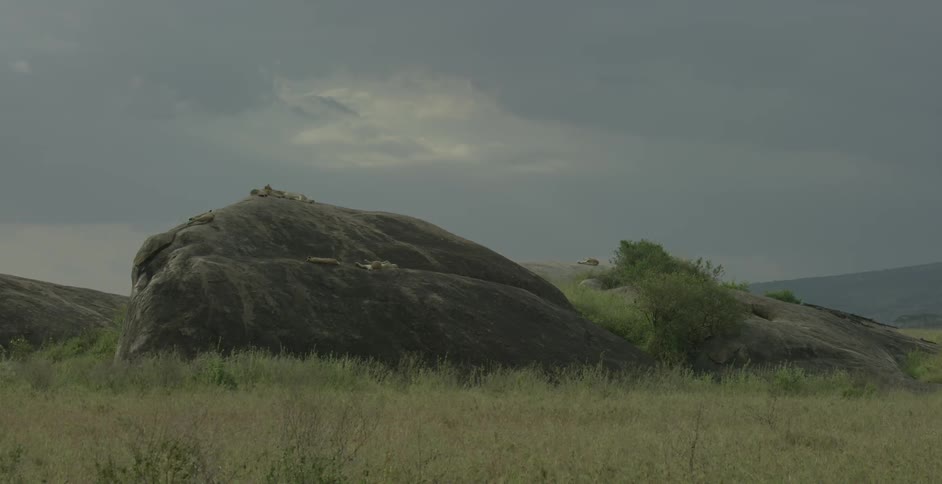 Lions lounge on top of a large boulder during the day