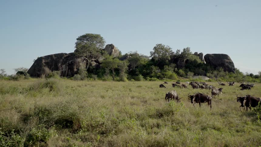 Zebras and wildebeest graze in a field
