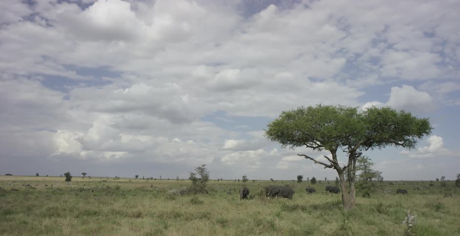 Elephants graze in a field in the savanna