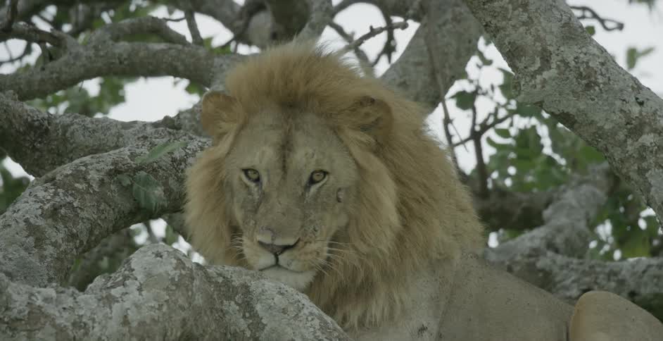 A lion lays in a tree on a branch