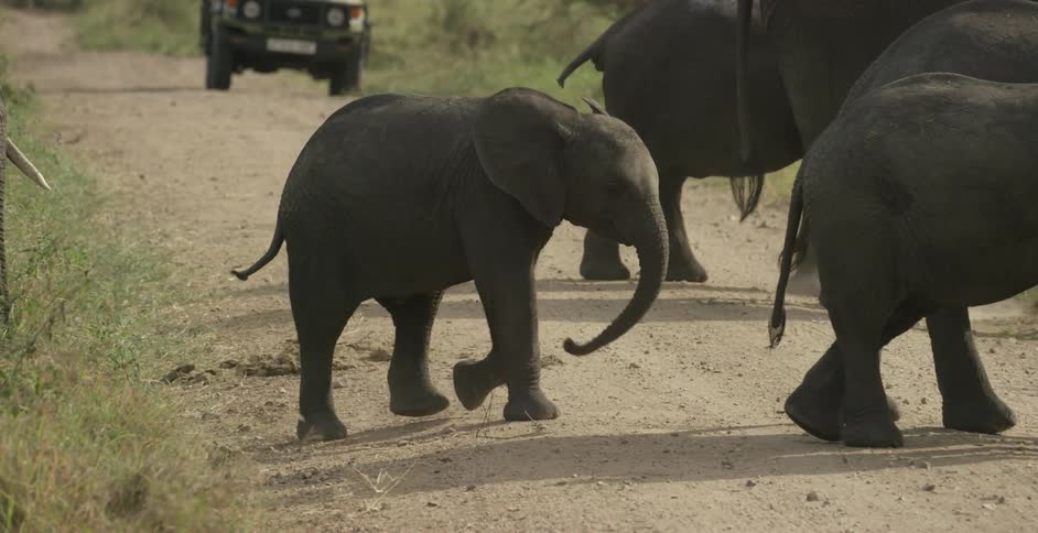 Elephants cross a dirt road