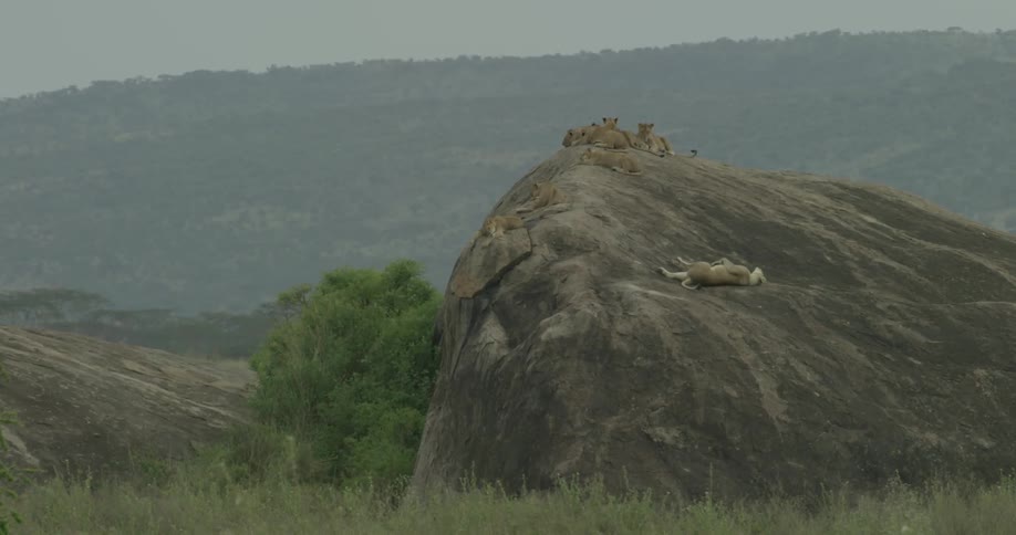 Lions are resting on this small hill