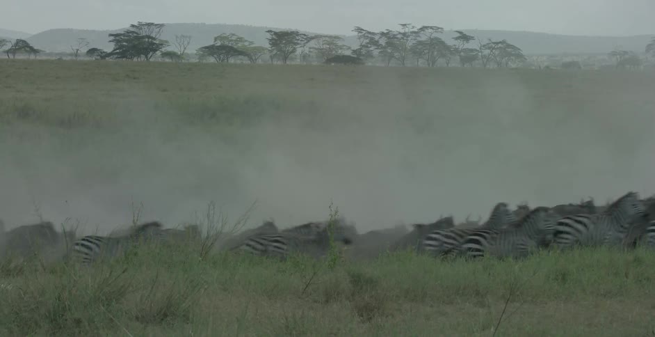 Zebra and wildebeest herds stampede through a field
