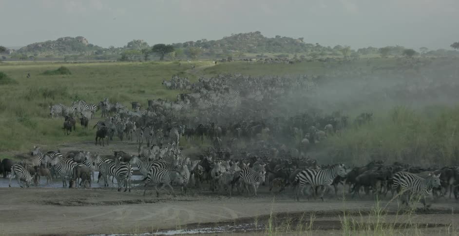 Herd of zebras stampede through grass and  dirt