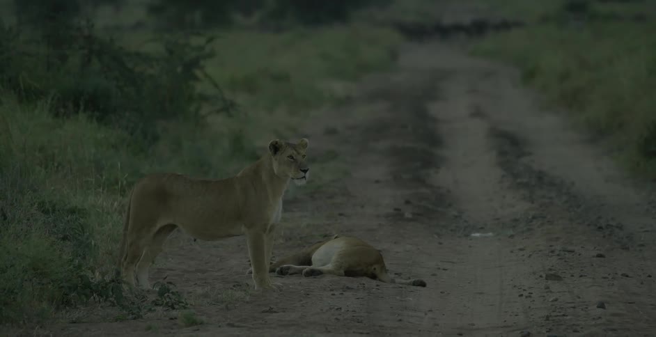 A lion and its dinner are standing next to a road