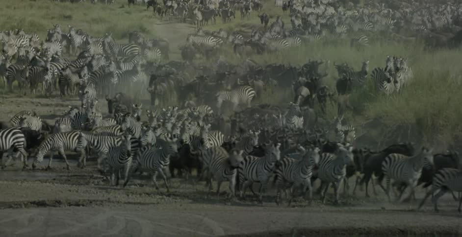 A herd of zebras kick up dust as they run