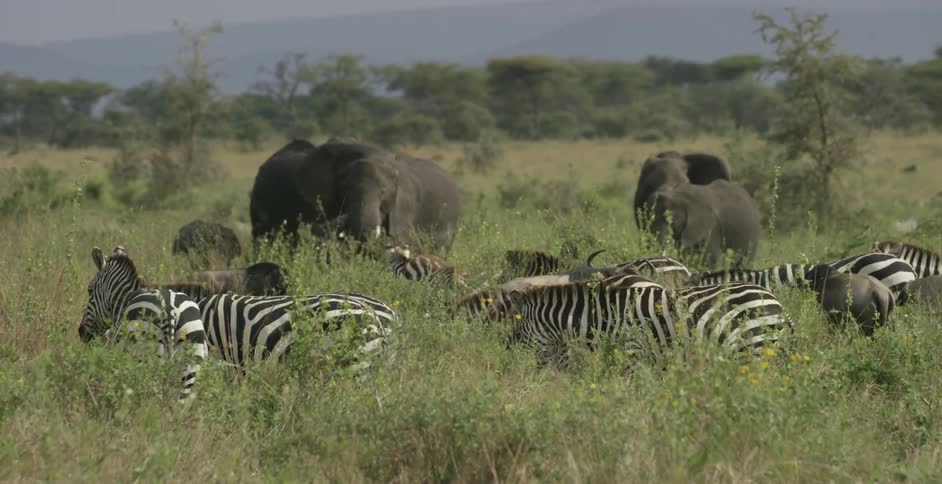 The animals on the farm are elephants and zebra
