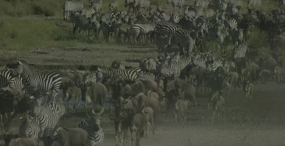 A large herd of zebra are moving on the field
