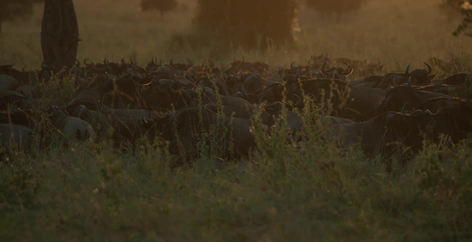 Herd of cattle move in a field