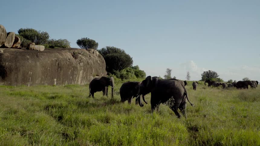 Elephants standing in tall grass next to a rocky hill