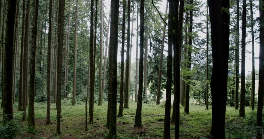 Tall trees cover the forest