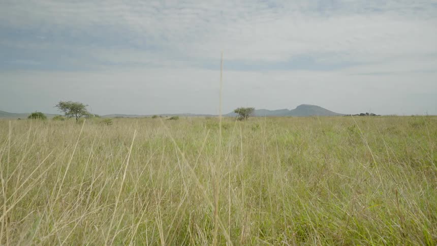 A camera is traveling across the plains of africa