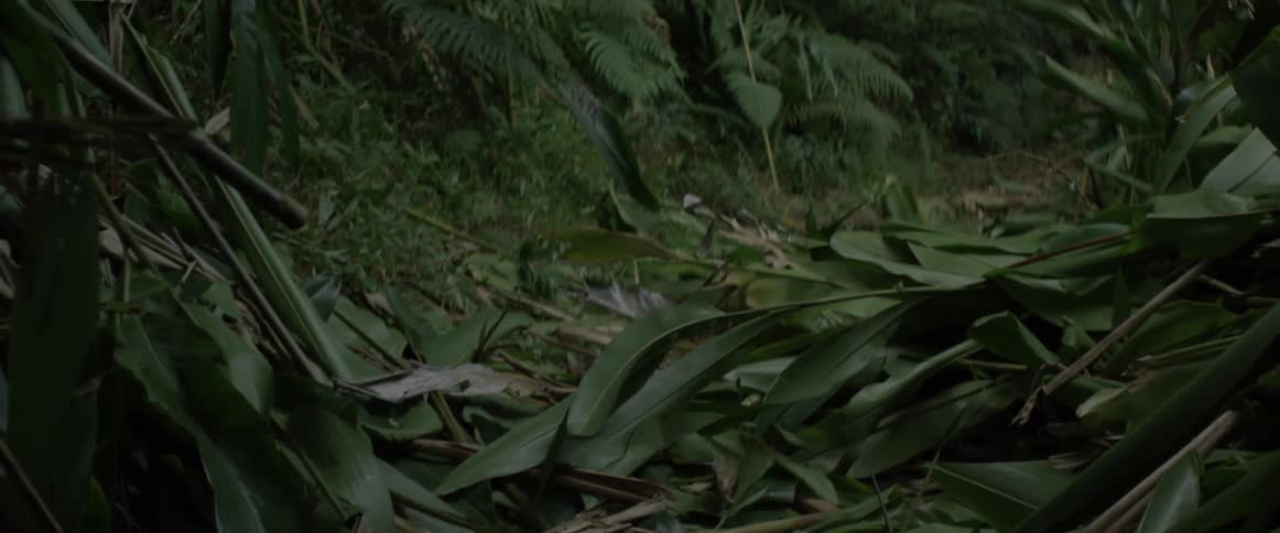 A green jungle is being filmed up close