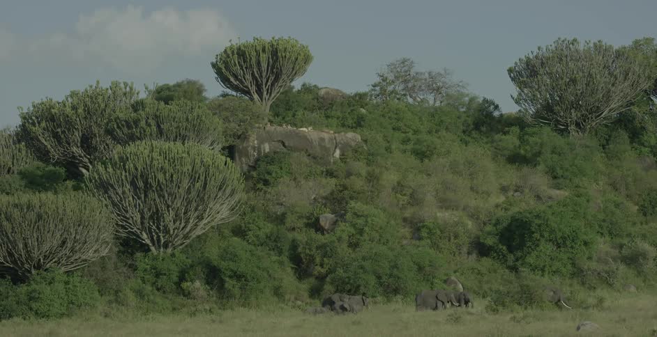 Animals are hanging out by the lip of the hillside