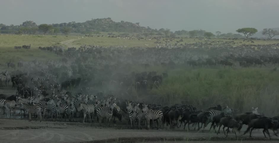 Herd of zebras stampede through grass and  dirt