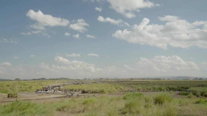 A herd of wild ponies is trotting along a dirt road