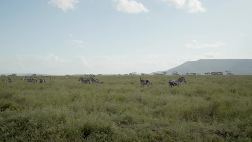 A herd of zebra standing in a field
