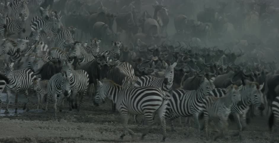 Zebras and cattle run in a field