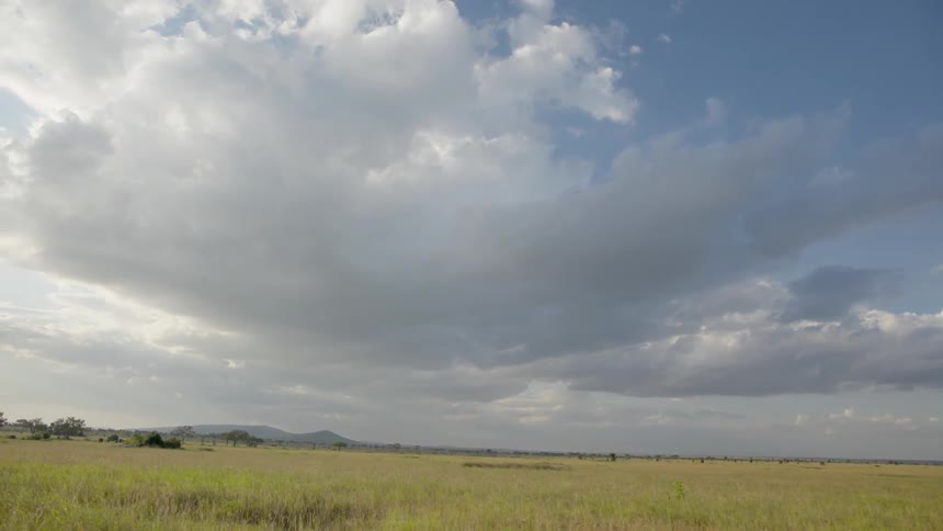 The long field is full of tall grass