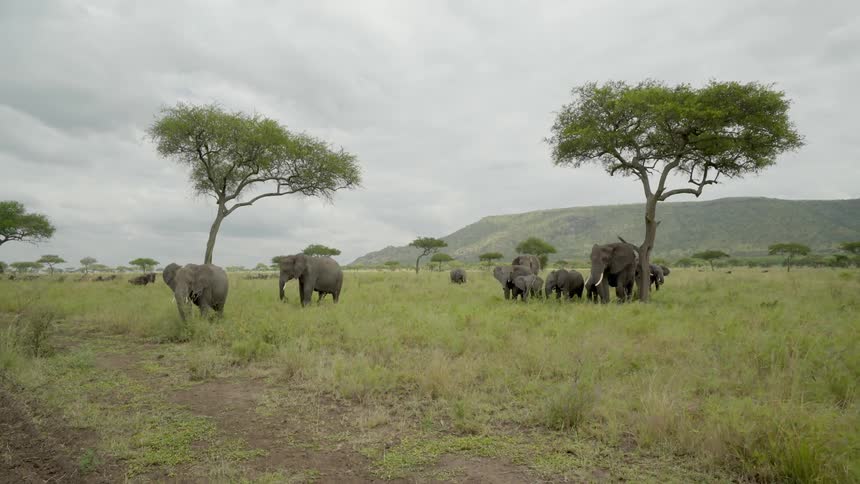 Elephants stand in a grassy field on an overcast day