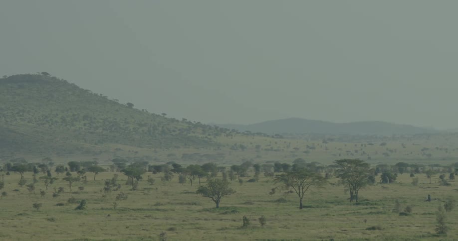 The fields are full of trees and hills