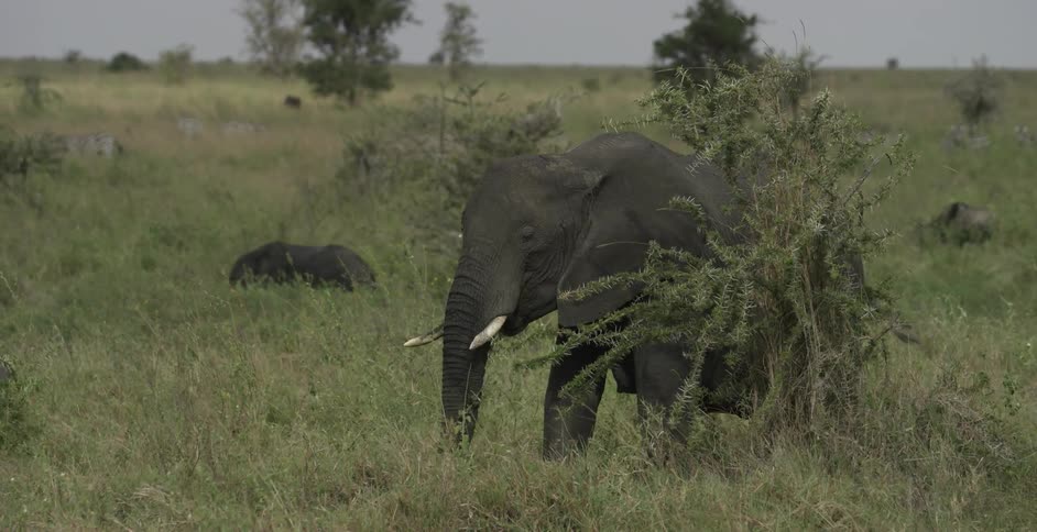 Elephants eat and lay down together on the field