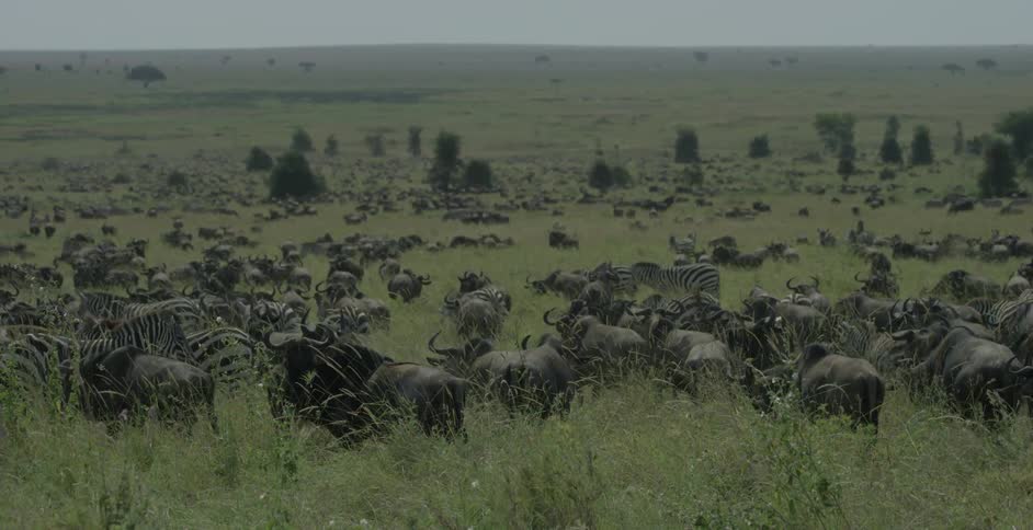 Different animals are herding on the field on a cloudy day