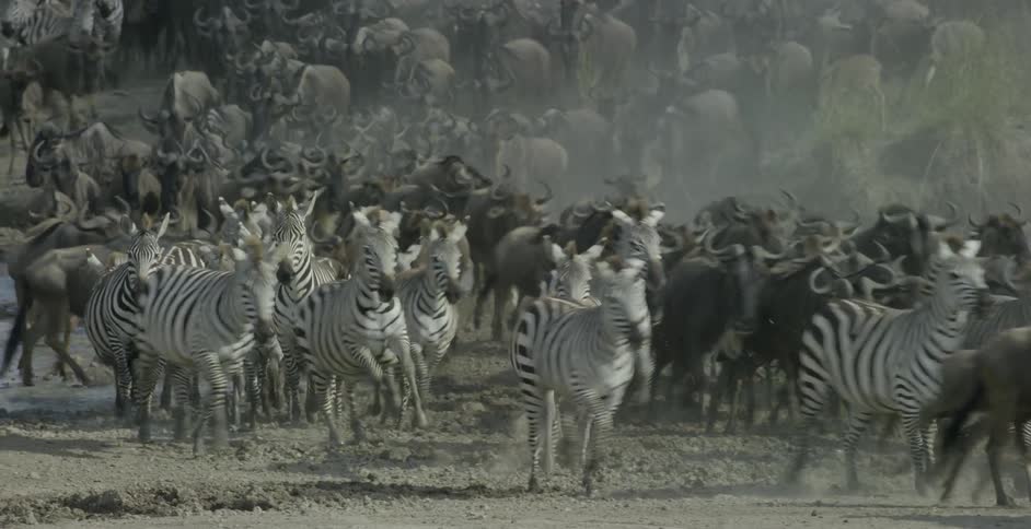 Herds of zebra and wildebeest run across the savanna