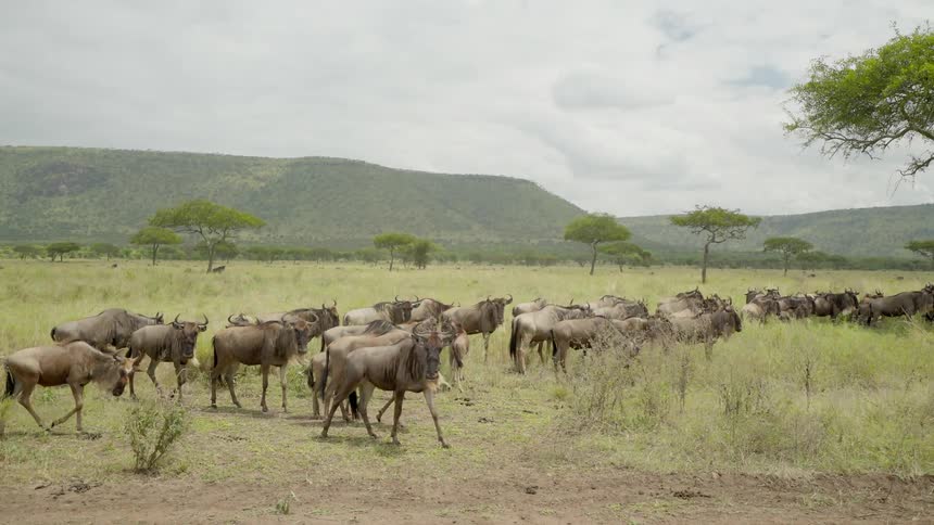 A pack of wildebeest cross a grassy field