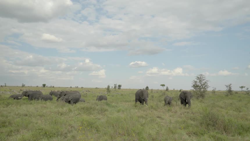 Elephants graze in a field