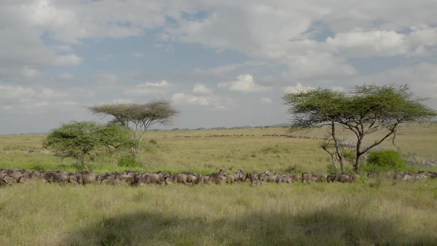 Zebras stampeding across grassy plains