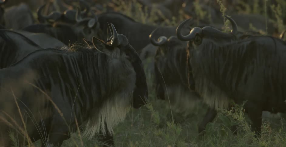 Animals with horns mingle in a field