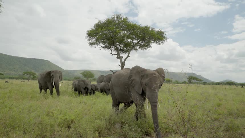 Elephants graze in a field