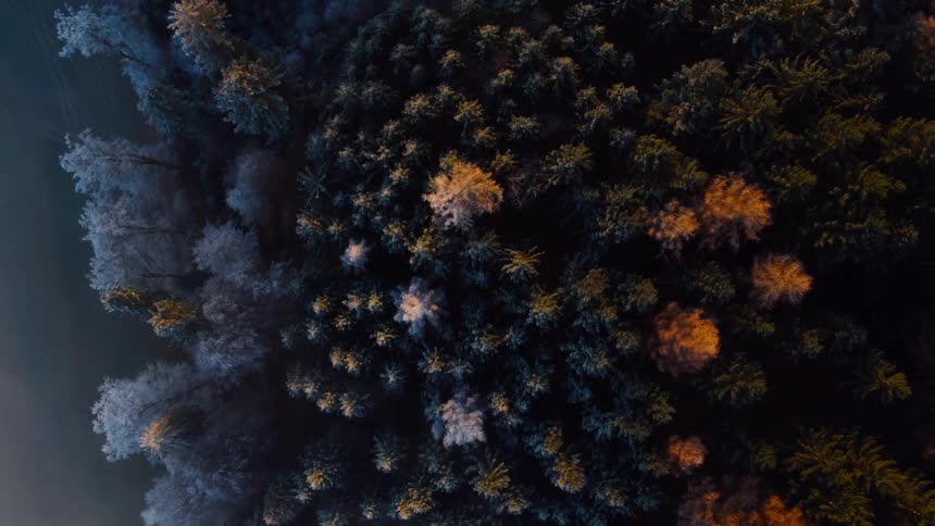 Trees stand tall next to each other
