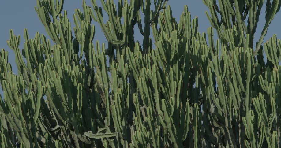 The green stalks in this field are tall
