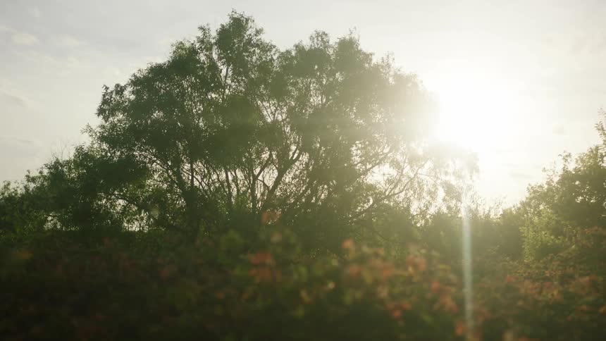 The sun shines through swaying trees