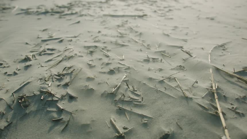 Sand is blowing over a beach full of sticks and twigs