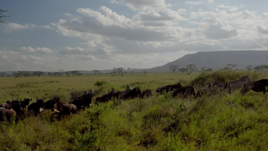 Herds of zebra and wildebeest graze and run through a field