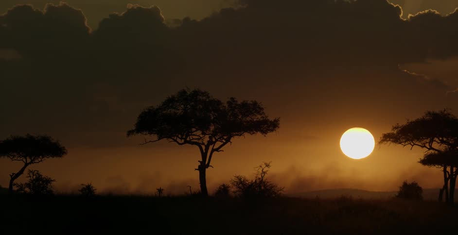 The sun casts an orange glow in the sky above an african plain
