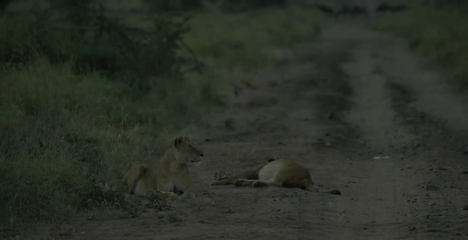 Two lions lounge on a dirt road near a herd of wildebeests